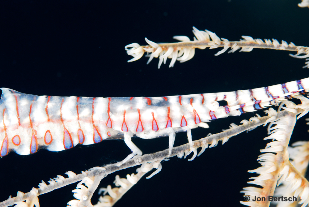 Sawblade Shrimp (Tozeuma armatum)