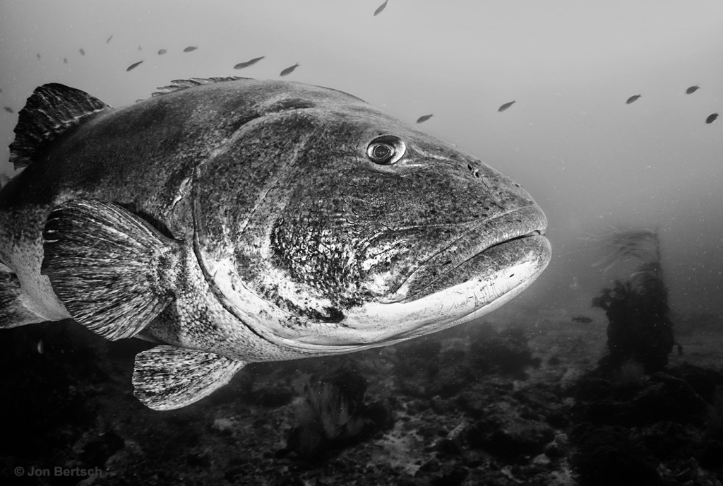 giant-black-sea-bass-thalassagraphics-underwater-photography