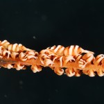 Coral shrimp (Dasycaris)