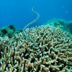 Sea snake on the reef