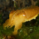 Cuttlefish (Sepia sp)